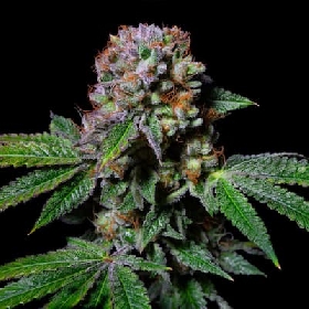 Aca-Dos Delight > Pure Instinto
